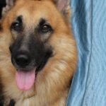 Backsplash Materials - Sheepdog between Drapes