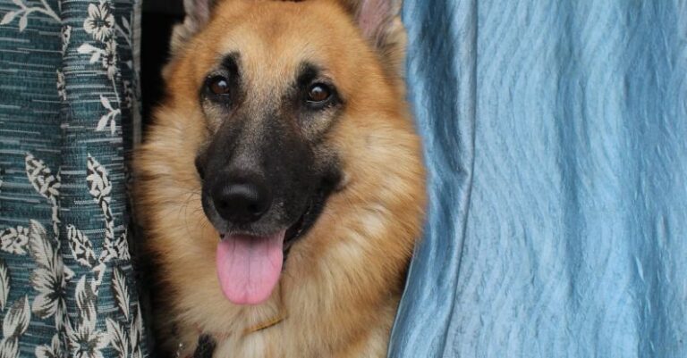 Backsplash Materials - Sheepdog between Drapes