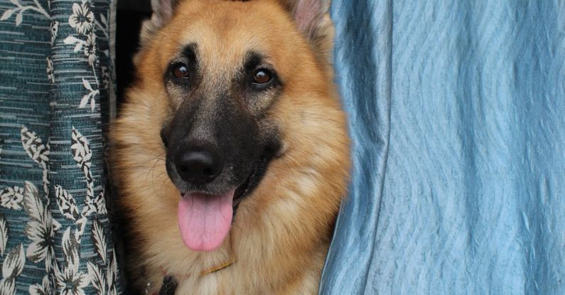 Backsplash Materials - Sheepdog between Drapes